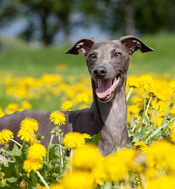 A happy-looking Greyhound in a meadow surrounded by yellow flowers.
