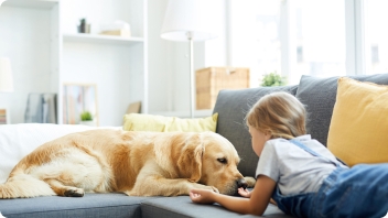 Young girl petting golden Labrador on sofa