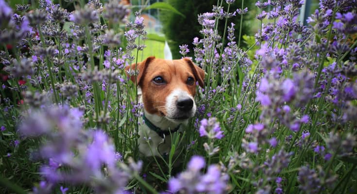 Dog looking out from a lavender bush