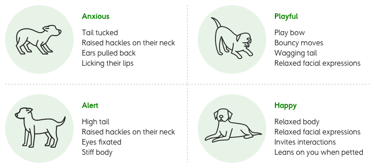 An infographic that shows dog body language for 4 behaviours. Anxious dog – raised hackles, tucked tail, ears pulled back. Alert dog – tail high, stiff posture. Playful dog – play bow, bouncy moves, wagging tail. Happy dog – relaxed, invites interactions