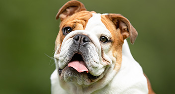 Close up of a brown and white English Bulldog with its tongue out