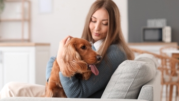 Cocker Spaniel being petted by a woman on sofa
