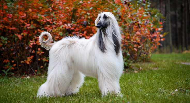 Groomed Afghan hound standing on grass with a red bush in the background