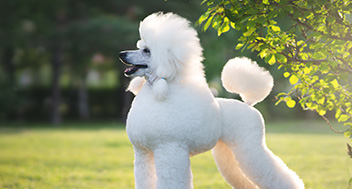 White Poodle standing near a tree