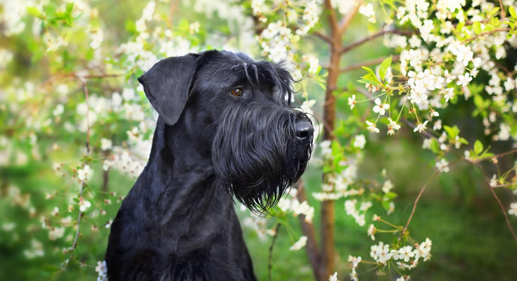 Giant Schnauzer in profile with a tree with white buds in the background
