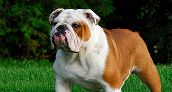 English Bulldog standing on the grass
