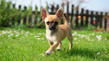 Chihuahua walking in grass