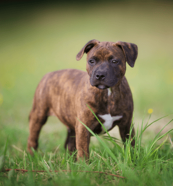 Staffordshire Bull Terrier dog standing in grass