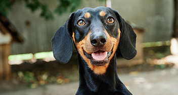 Close up of a Dachshund smiling at the camera