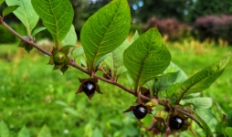 Deadly nightshade plant with black berries