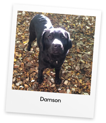 Black labrador named Damson standing on a bunch of leaves