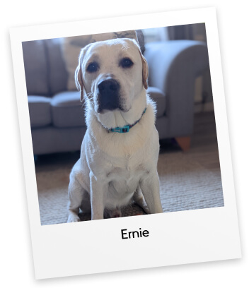 White labrador named Ernie sitting in a living room