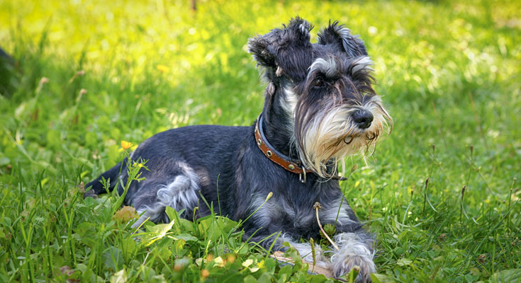 Miniature Schnauzer sitting in the grass with yellow flowers in the background