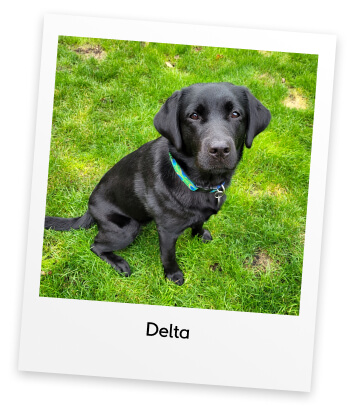 Black labrador with a green collar named Delta sitting on grass
