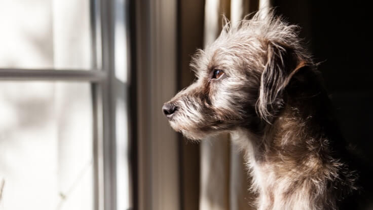 A picture of an unhappy dog looking out the window missing its owners.