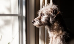 A picture of an unhappy dog looking out the window missing its owners.