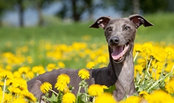A happy-looking Greyhound in a meadow, surrounded by yellow flowers.