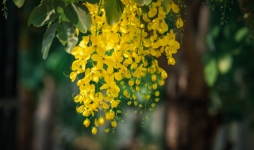 Yellow laburnum flowers