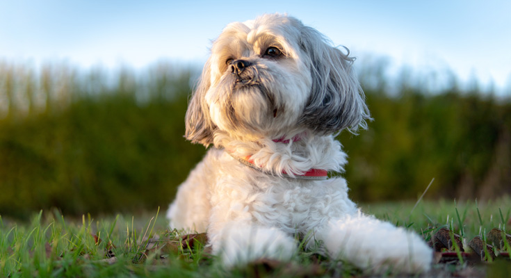 Shih Tzu dog sitting on the grass with paws stretched out