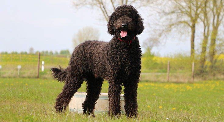 Portuguese water dog standing on grass with tongue out