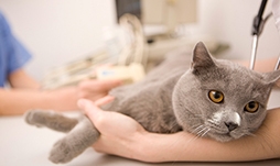 Cat receiving vet treatment.