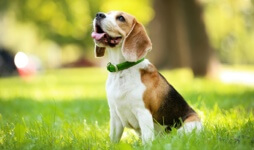 Beagle dog sitting in field