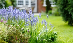 Bluebell flowers in a garden