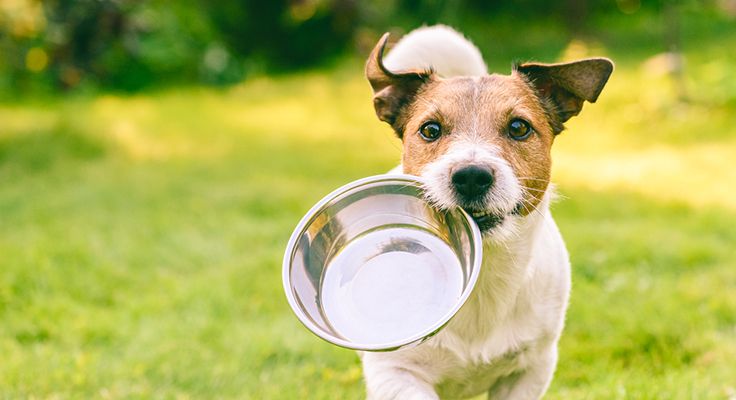 Dog carrying a feeding bowl.