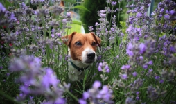 Dog looking through a lavender bush