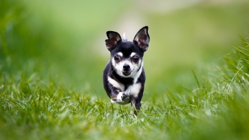 Chihuahua running on grass