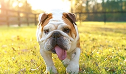 A white and tan English Bulldog with its tongue out on a walk