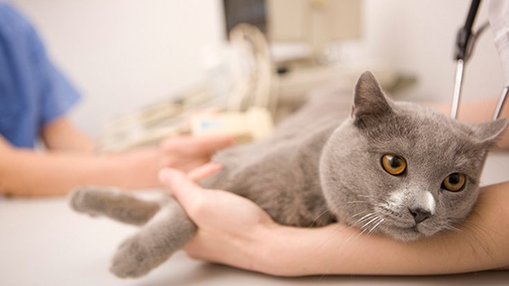 Cat receiving vet treatment.