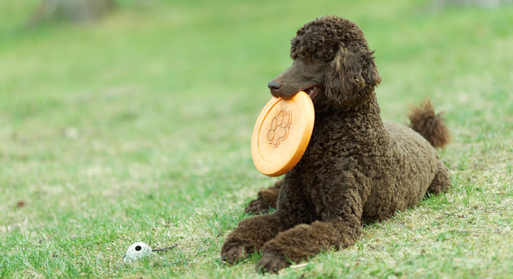 Standard poodle sitting on the grass with an orange frisbee in their mouth