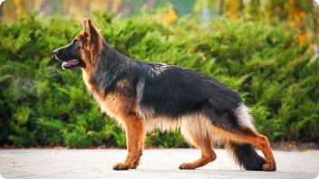 Side profile of a German Shepherd dog