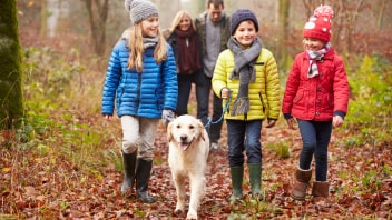Golden Retriever being walked by family 