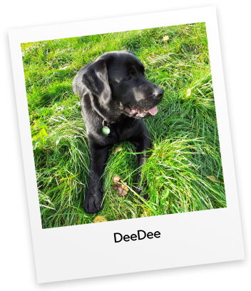 Black labrador named Deedee laying in long grass