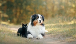 Black cat and Australian shepherd dog lying on path
