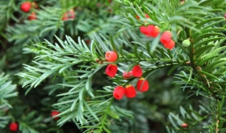 Yew tree with berries