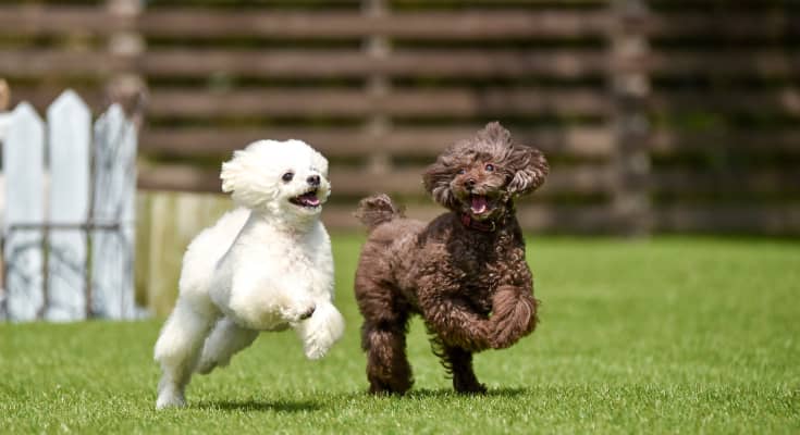 Two small dogs running across green grass.