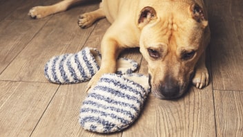 Tan Staffordshire Bull Terrier lying on the floor with slippers