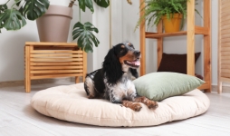 Dog lying on a dog bed with a cushion