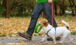 A Jack Russell dog with a toy in its mouth, walking on a lead with its owner in a park.