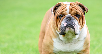 Close up of an English Bulldog with its mouth closed