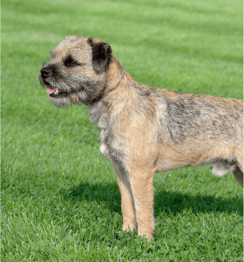 Border Terrier standing in the grass.