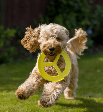 Cockapoo running with yellow frisbee.