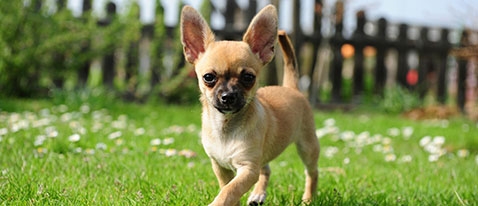 Chihuahua in the field.