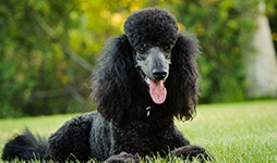 Black Poodle laying in the grass with its tongue out.