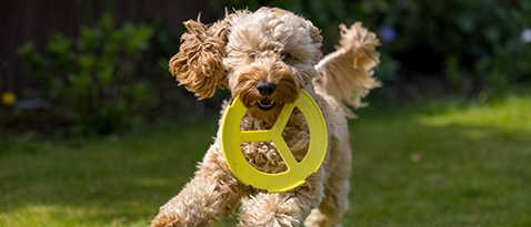 Cockapoo running with a frisbee.