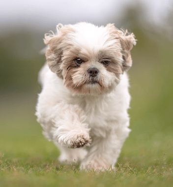 White Shih Tzu dog running across grass