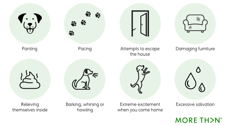8 common dog separation anxiety symptoms include: panting, pacing, attempts to escape, damaging furniture, relieving themselves indoors, barking, extreme excitement when you come home and excessive salivation.